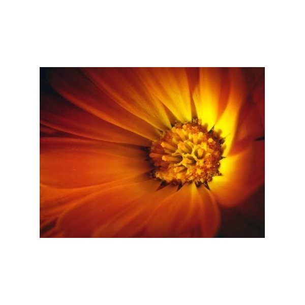 Plateau-coussin - Fleur orange